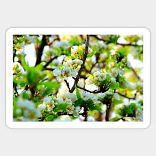 Pear tree branch with niveous flowers standing out from the blossom Sticker